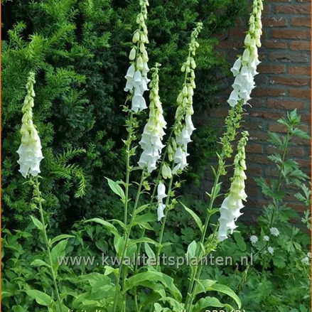 Digitalis purpurea 'Alba'