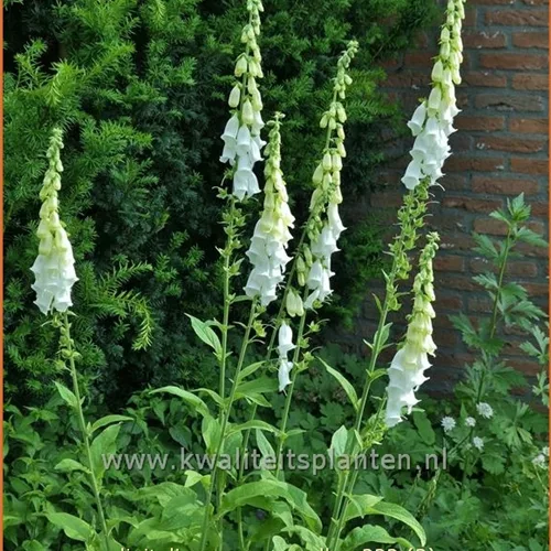 Digitalis purpurea 'Alba'