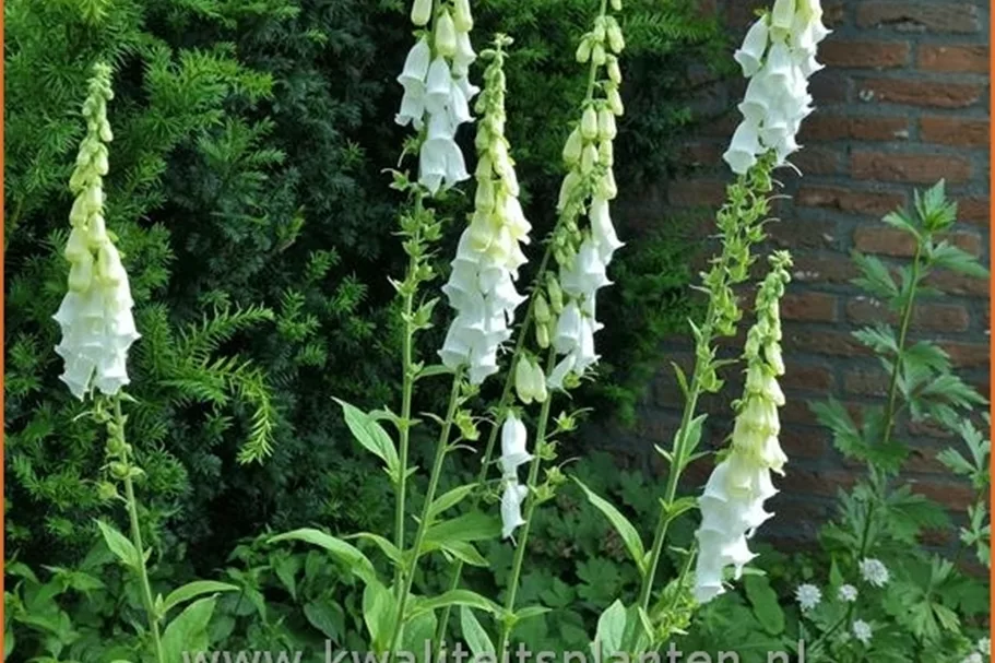Digitalis purpurea 'Alba'