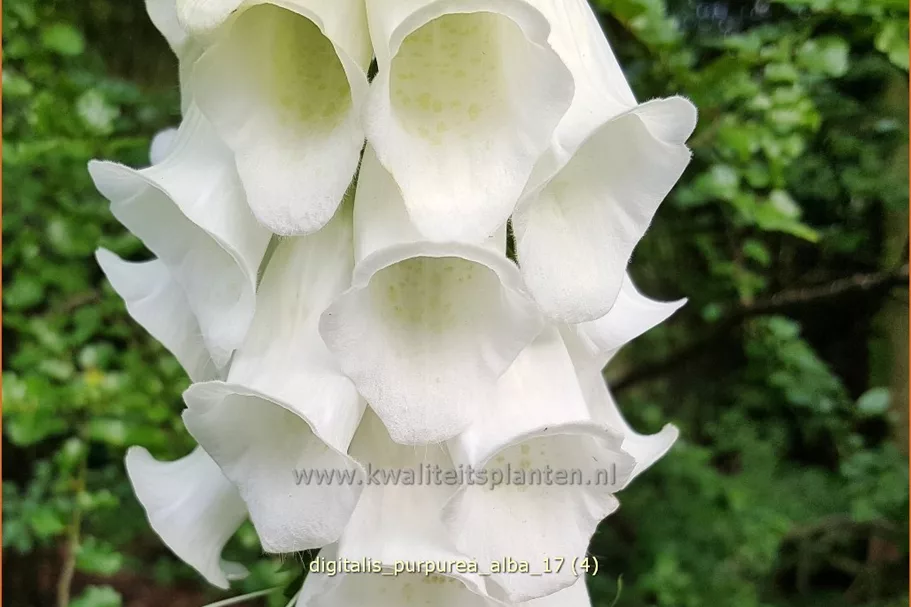 Digitalis purpurea 'Alba'