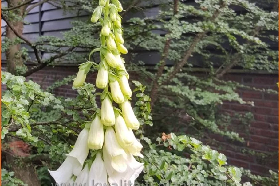 Digitalis purpurea 'Alba'