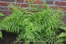 Dryopteris filix-mas 'Linearis Polydactyla'