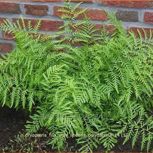 Dryopteris filix-mas 'Linearis Polydactyla'