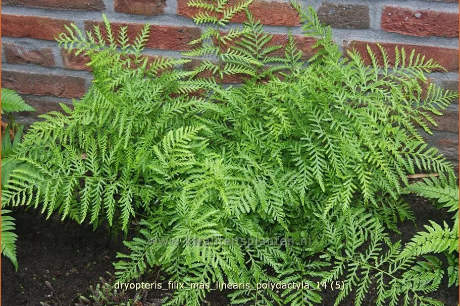 Dryopteris filix-mas 'Linearis Polydactyla'