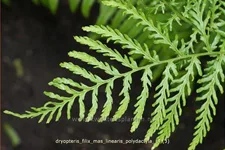 Dryopteris filix-mas 'Linearis Polydactyla'