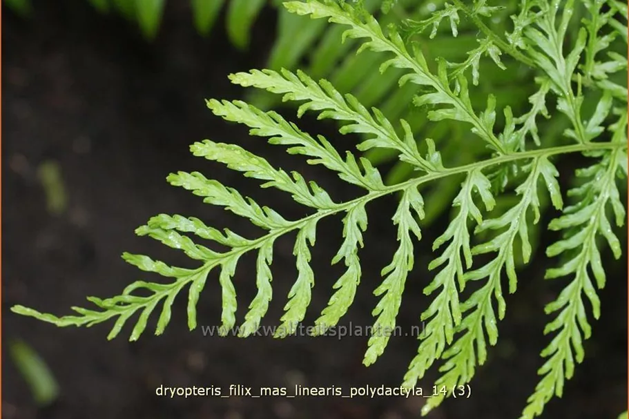 Dryopteris filix-mas 'Linearis Polydactyla'