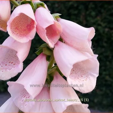Digitalis purpurea 'Apricot Beauty'