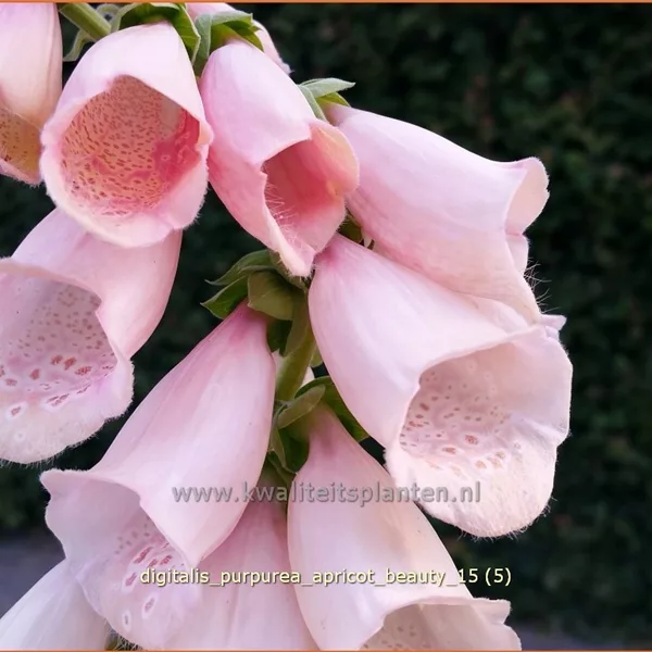 Digitalis purpurea 'Apricot Beauty'