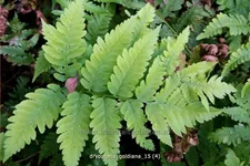 Dryopteris goldiana