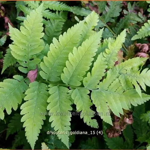 Dryopteris goldiana