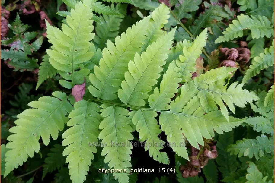 Dryopteris goldiana