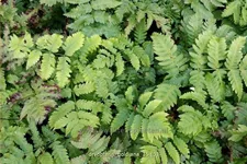 Dryopteris goldiana