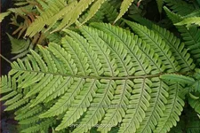 Dryopteris lepidopoda