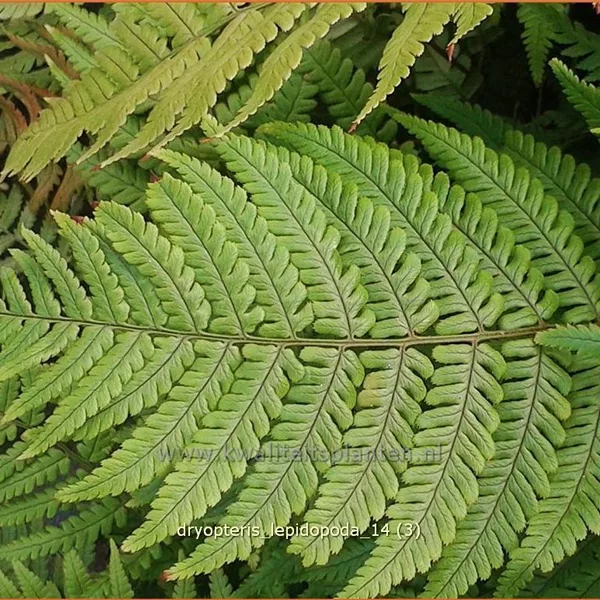 Dryopteris lepidopoda