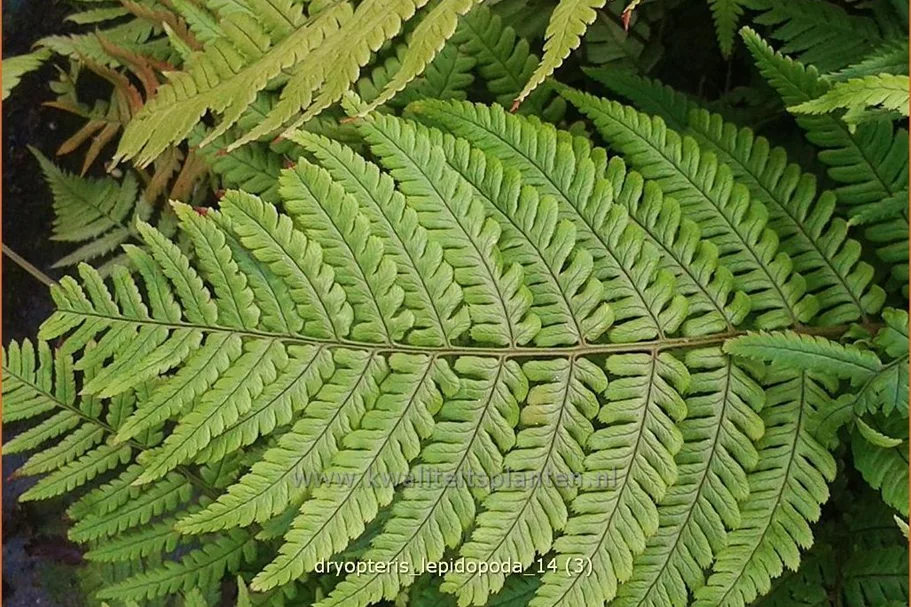 Dryopteris lepidopoda