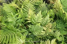 Dryopteris lepidopoda