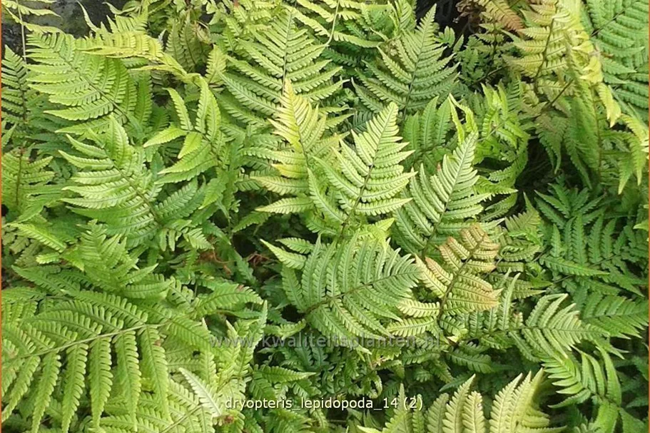 Dryopteris lepidopoda