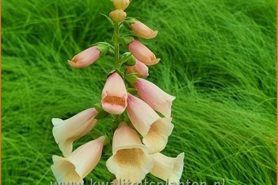 Digitalis purpurea 'Dalmatian Peach'