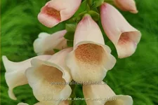 Digitalis purpurea 'Dalmatian Peach'
