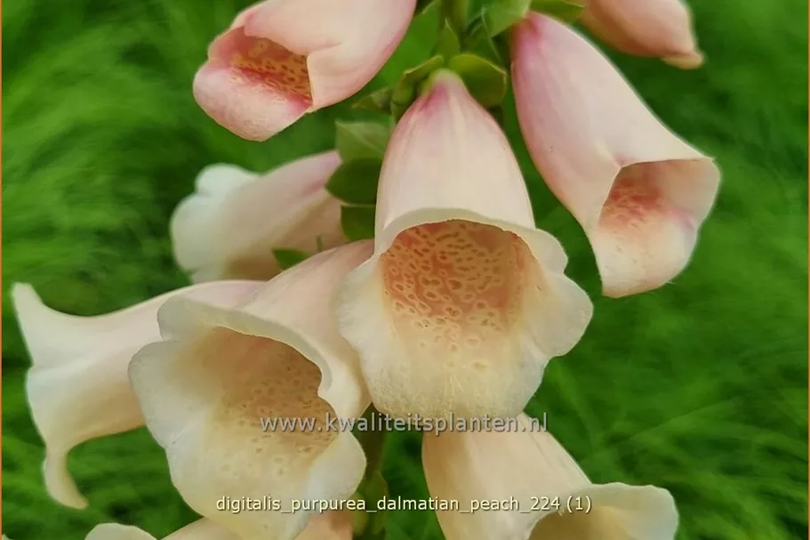 Digitalis purpurea 'Dalmatian Peach'