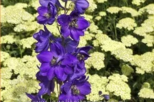 Delphinium 'Magic Fountains Dark Blue Black Bee'
