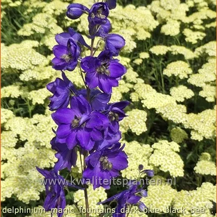 Delphinium 'Magic Fountains Dark Blue Black Bee'