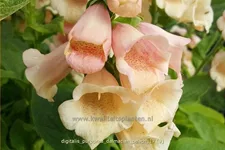 Digitalis purpurea 'Dalmatian Peach'