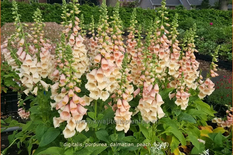 Digitalis purpurea 'Dalmatian Peach'