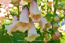 Digitalis purpurea 'Dalmatian Peach'