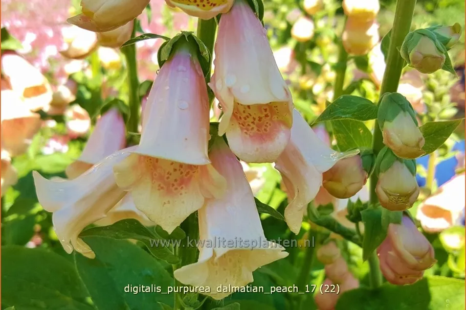 Digitalis purpurea 'Dalmatian Peach'