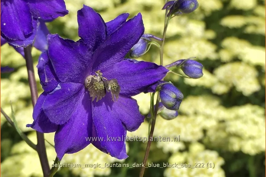 Delphinium 'Magic Fountains Dark Blue Black Bee'