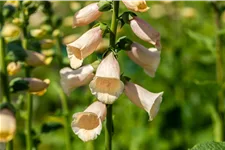 Digitalis purpurea 'Dalmatian Peach'