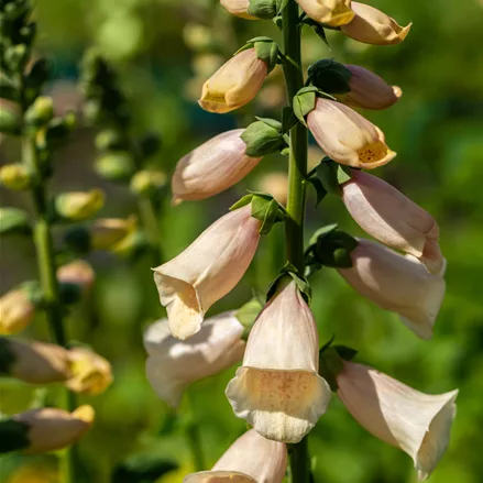 Digitalis purpurea 'Dalmatian Peach'
