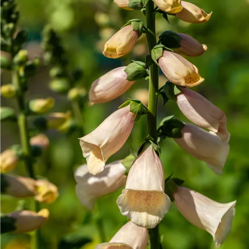 Digitalis purpurea 'Dalmatian Peach'