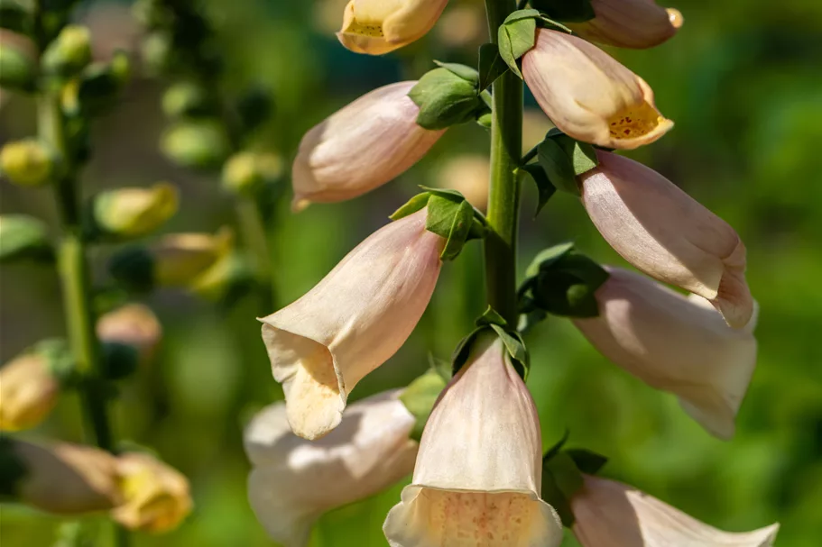 Digitalis purpurea 'Dalmatian Peach'