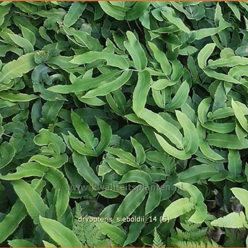 Dryopteris sieboldii