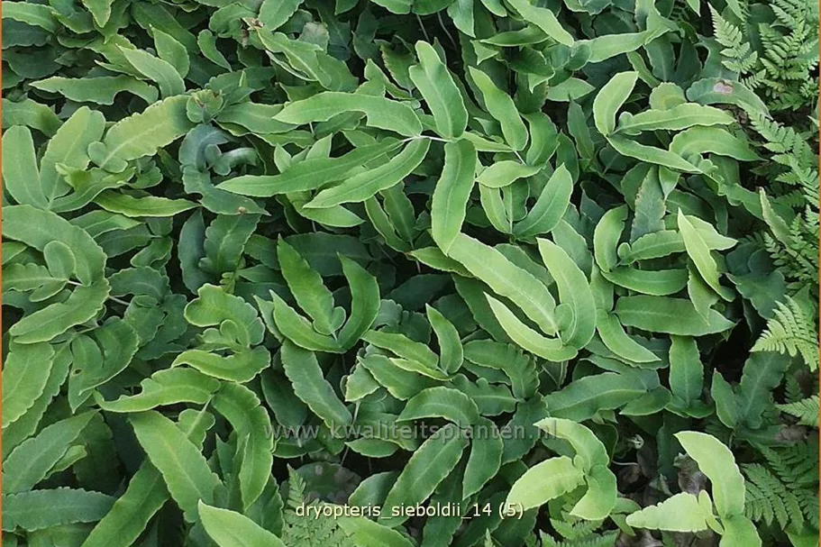 Dryopteris sieboldii