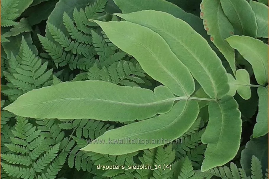 Dryopteris sieboldii