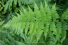Dryopteris stewartii