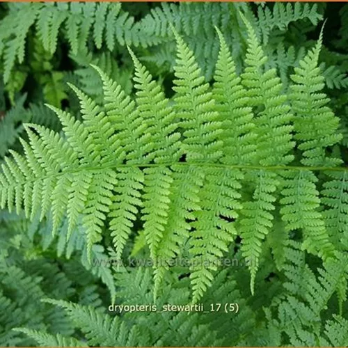 Dryopteris stewartii