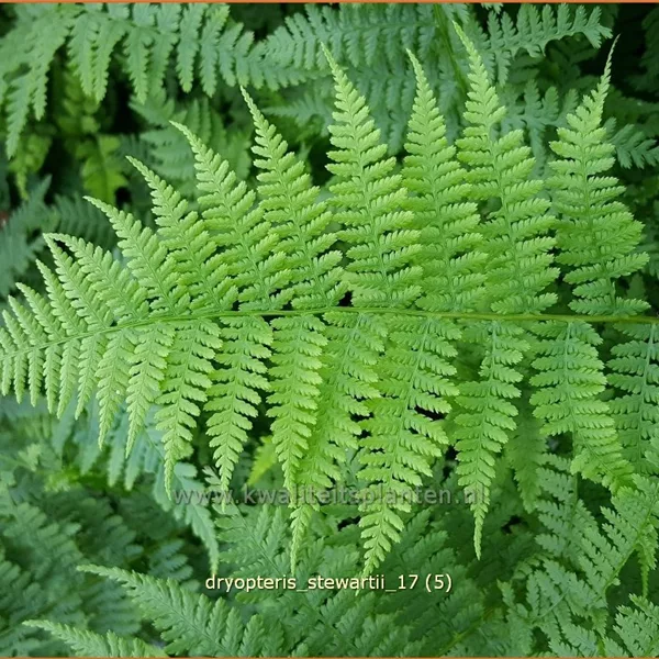 Dryopteris stewartii