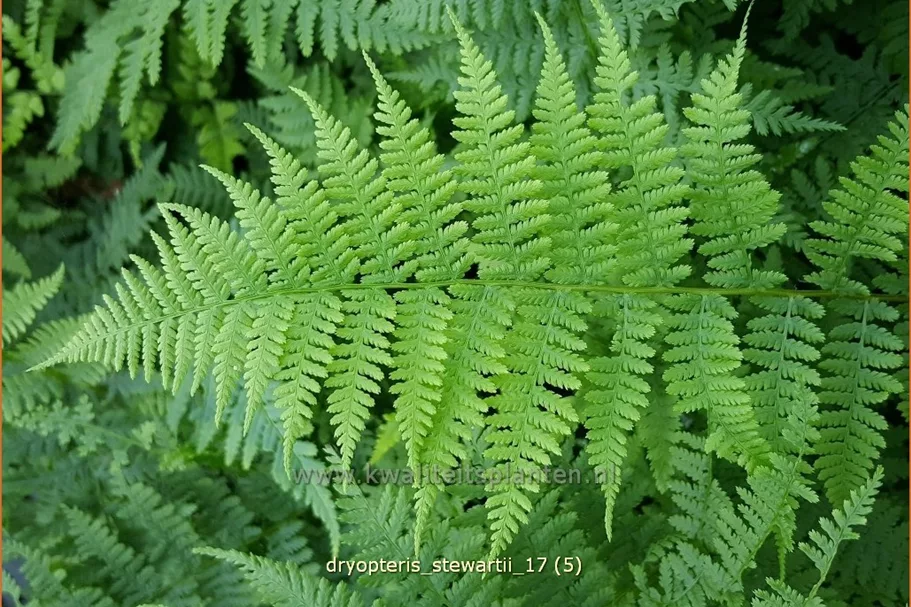 Dryopteris stewartii
