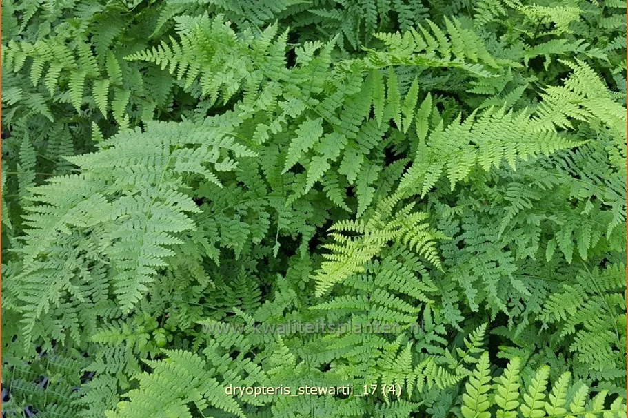 Dryopteris stewartii