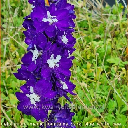 Delphinium 'Magic Fountains Bright Eyes'