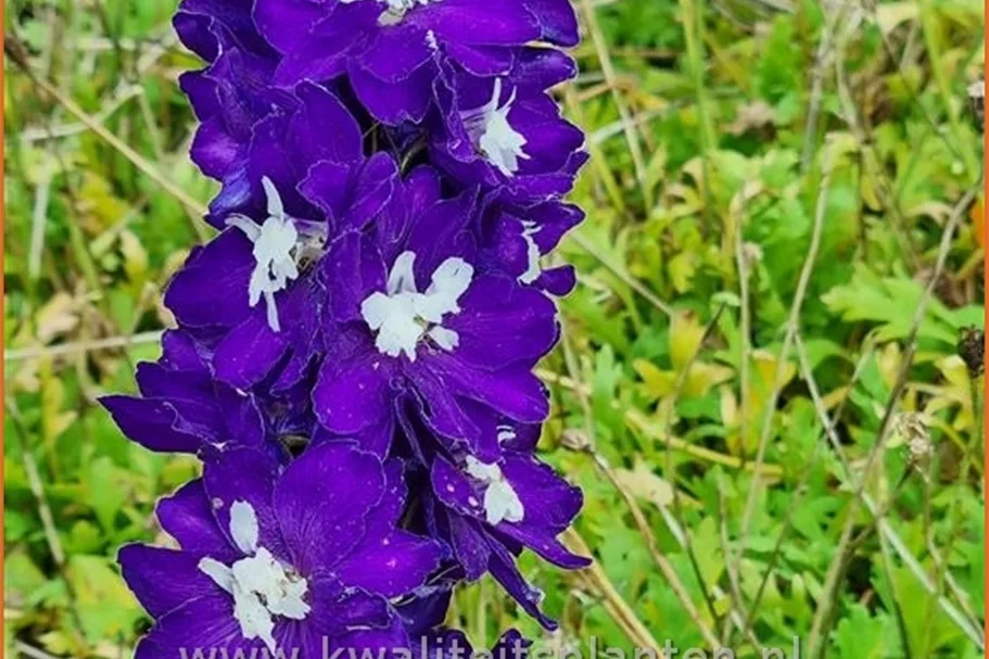 Delphinium 'Magic Fountains Bright Eyes'