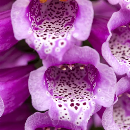 Digitalis purpurea 'Dalmatian Purple'