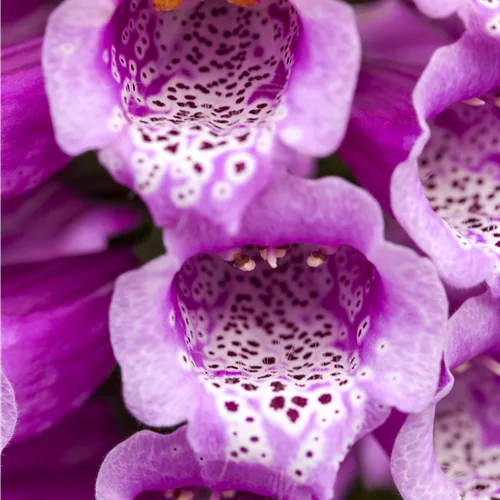 Digitalis purpurea 'Dalmatian Purple'