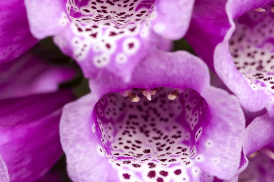 Digitalis purpurea 'Dalmatian Purple'