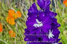 Delphinium 'Magic Fountains Bright Eyes'