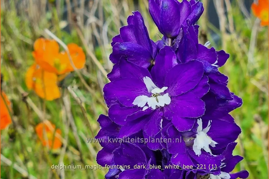 Delphinium 'Magic Fountains Bright Eyes'